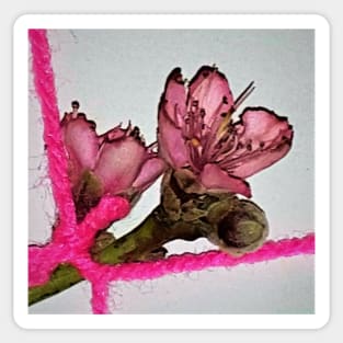 Tied Peach Blossom Sticker